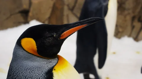 King penguins Stock Footage 32281210