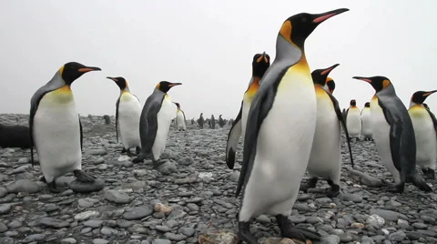 KIng penguins Stock Footage 56156050