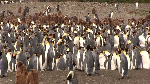 King penguins 스톡 동영상 83139576