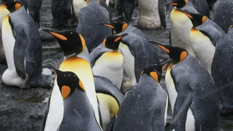 King Penguins.  Stock Footage 104996535