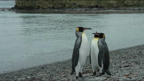 King penguins Stock Footage 138039866