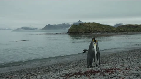 King penguins Stock Footage 138040144