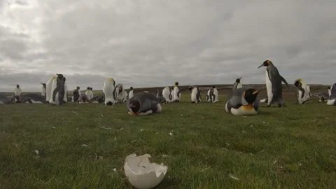 King penguins on green gras with egg shell  / Falkland islands Stock Footage 271359650