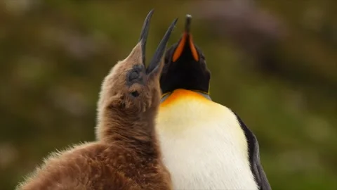 King Penguins Grooming Behavior Close Up Telephoto Lens 4k Footage 库存影片 338262601