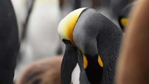 King Penguins Grooming Feathers Close Up 4k Telephoto Lens Wildlife Footage Stock Footage 338262553