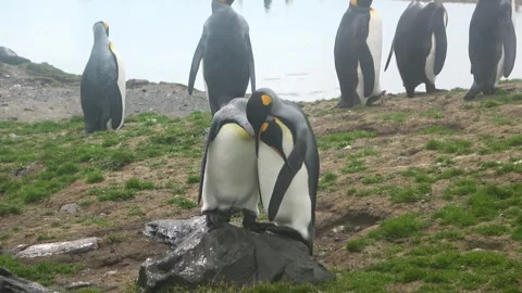 King penguins interacting balancing on rock, South Georgia, 4K Stock Footage 332333824