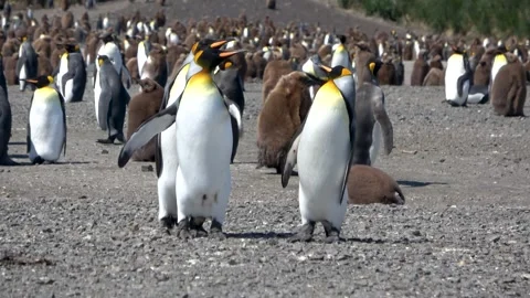 King penguins interaction flipper slap behavior, South Georgia, 4K Stock Footage 332333723