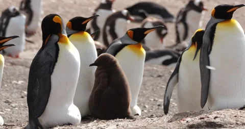 King penguins with large chicks on beach / Falkland islands Stock Footage 271297590
