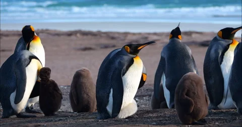 King penguins with large chicks on beach / Falkland islands Stock Footage 271356994