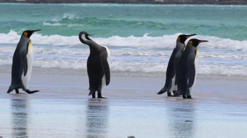 King Penguins March Off Screen Into the Ocean Sand Beach Volunteer Point Stock Footage 277918302