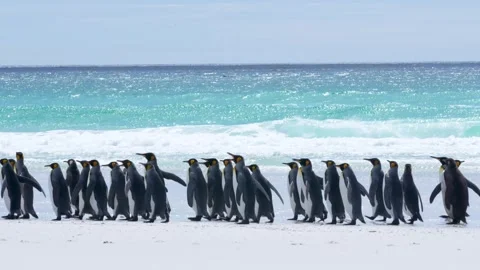 King Penguins Marching Across White Sand Beach Turquoise Water Waves Stock Footage 277918361