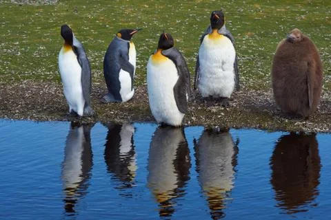 King Penguins Moulting Stock Photos