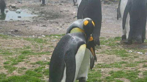 King penguins mutual preening behavior, South Georgia, 4K Vídeos de archivo 332333810