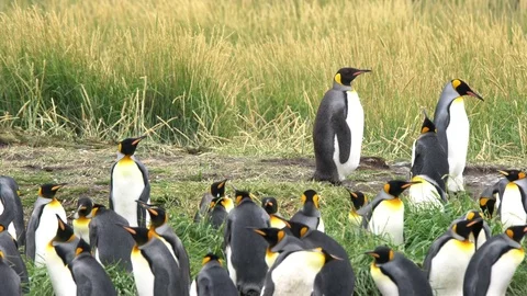 King Penguins Nesting Video stock 73403455