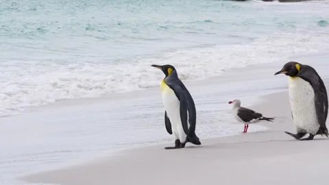 King Penguins Pair Couple Beach Falkland Islands Wildlife Documentary Stock Footage 277918230
