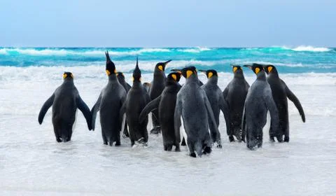 King Penguins 스톡 사진