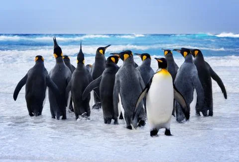 King Penguins 스톡 사진