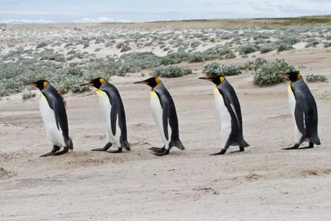 King penguins Stock Photos