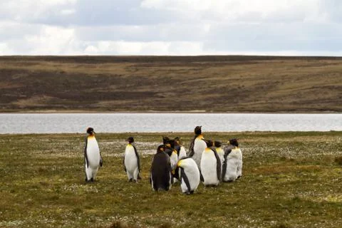 King penguins Stock Photos