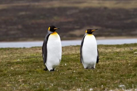 King penguins Foto stock