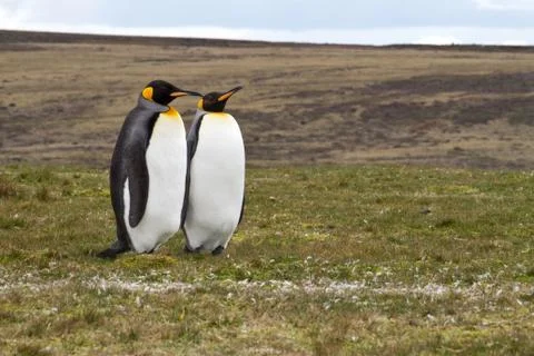 King penguins Stock Photos