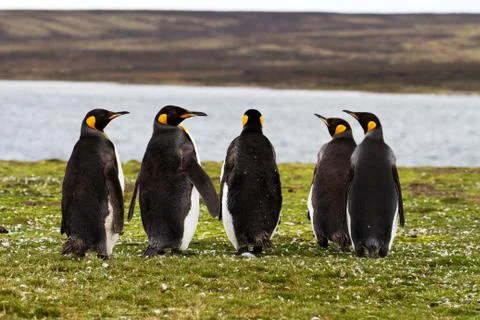 King penguins Stock-Fotos