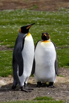 King penguins Stock-Fotos