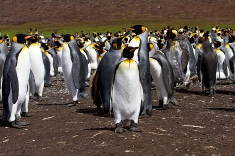 King penguins Stock Photos