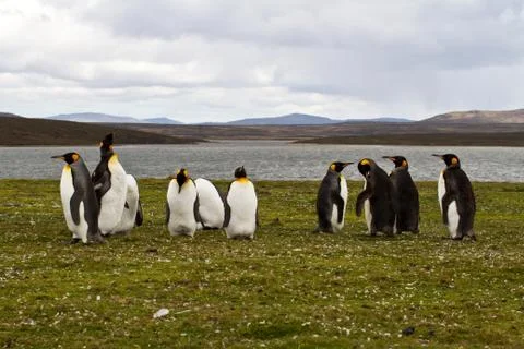King penguins Stock Photos