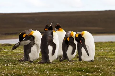 King penguins Foto stock
