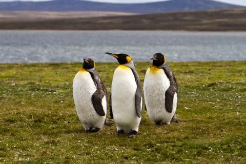 King penguins Foto stock