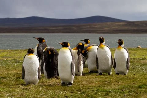 King penguins Stock Photos
