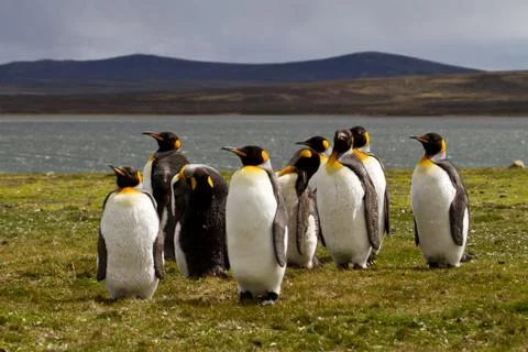 King penguins Stock-Fotos