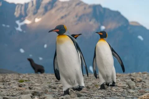 King Penguins Stock Photos