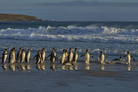 King Penguins Stock Photos