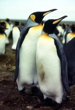 King Penguins Stock Photos