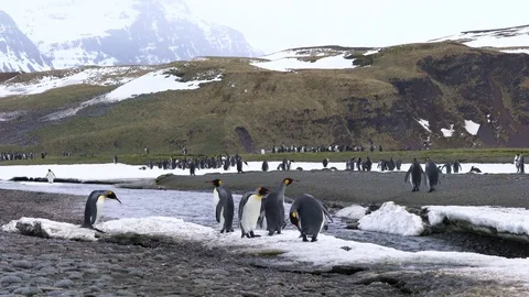 King Penguins, South Georgia And The South Sandwich Islands Stock Footage