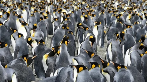 King Penguins at South Georgia Stock Footage 88281177