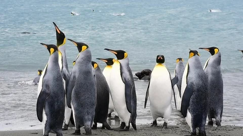 King Penguins at South Georgia Stock Footage 88282940