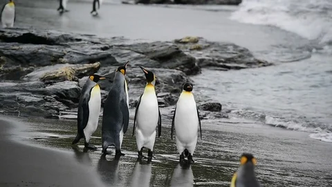 King Penguins at South Georgia Stock Video Pond5
