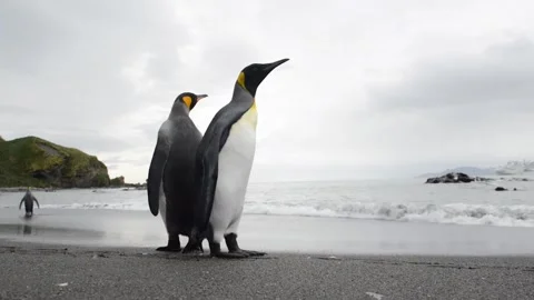 King Penguins Standing on Antarctic Beach 4k Telephoto Shot Wildlife Behavior Stock Footage 338253614