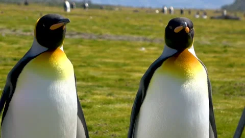 King penguins standing looking around, South Georgia, 4K Stock Footage 332359242
