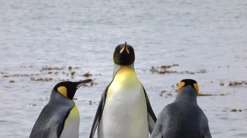 King Penguins, Stromness Harbour. Stock Footage 105075978