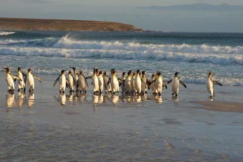 King Penguins in the Surf Foto stock