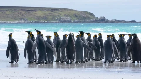 King Penguins Walk on Beach Cinematic High Quality Colony Volunteer Point Stock Footage 277918367