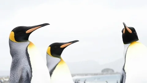 King Penguins walk on beach Stock Footage 87965315