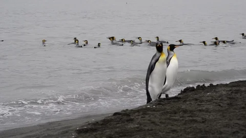 King Penguins walk on beach Stock Footage 94807754