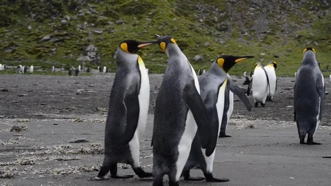 King Penguins walk on beach Stock Footage 94809926