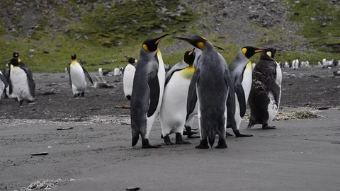 King Penguins walk on beach Stock Footage 94810563