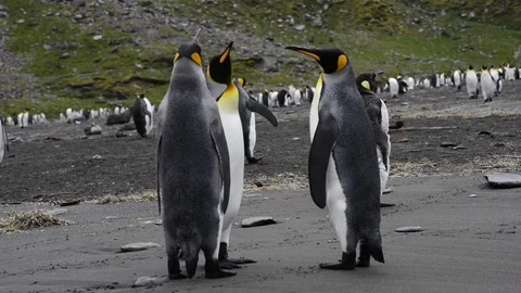 King Penguins walk on beach Stock Footage 94811458